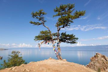 Baum am Baikal