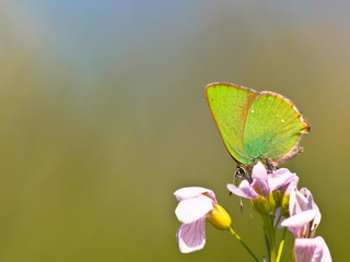Butterfly Warming its Wings in the Sun