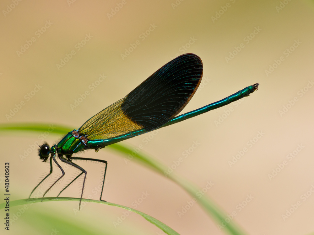 Wall mural Damselfly on a leaf