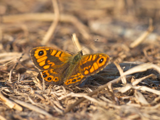 Fototapeta na wymiar Butterfly Warming its Wings in the Sun