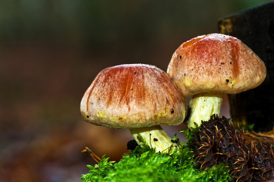 Pilze