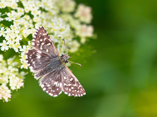 Butterfly Warming its Wings in the Sun