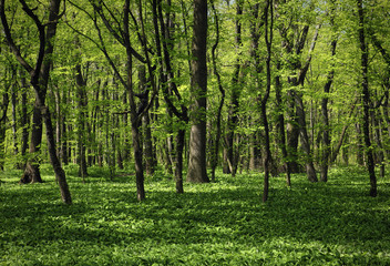 Green forest