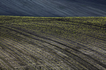 Field with grain