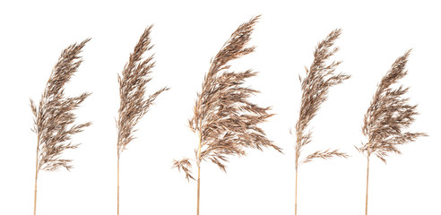 Dried bush grass panicles on white background