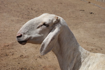 Hammel Schaf (Mouton) in Bamako, Mali (Afrika) Africa