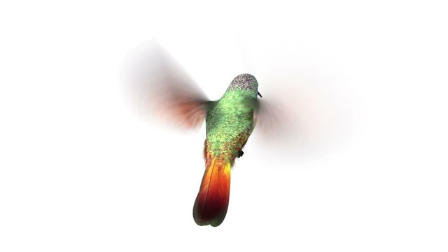 rotating humming bird, seamless looping 3d animation