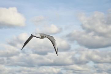 Seagull Flies Away