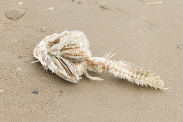Decomposing dead fish carcass