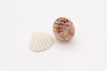 Muscheln