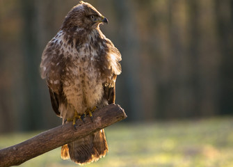 Buzzard