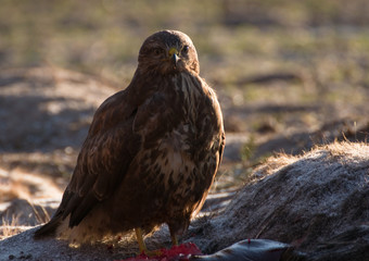 Buzzard