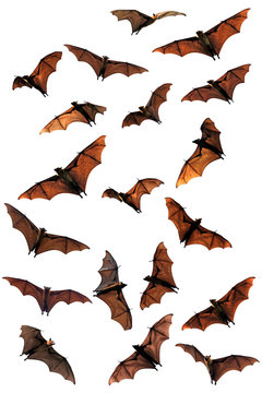 Spooky Halloween fruit bats