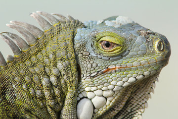 Closeup of Greeen Iguana - Bonaire