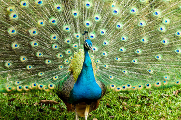 Obraz premium blue peacock in nightsafari chiangmai Thailand