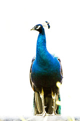 Naklejka premium blue peacock in nightsafari chiangmai Thailand