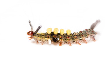 strange caterpillar with many venomous spines
