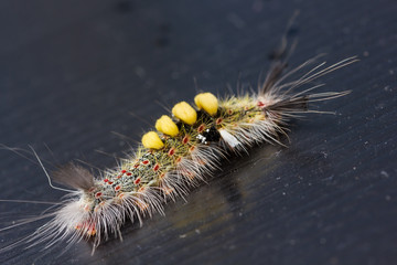 strange caterpillar with many venomous spines