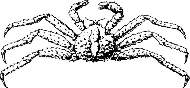 Crab paralithodes camtschatica