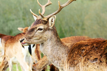 Male Elk watching over his herd