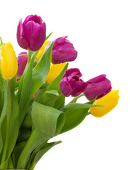 Naklejka premium yellow and violet tulips