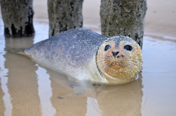 baby seal © Image'in