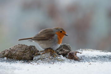 European Robin looking for food on the snowy ground