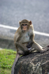 Obraz premium Long-tailed macaque