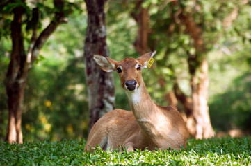 Deer