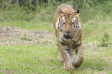 Restless Tiger