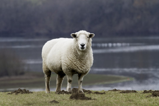Sheep by reservoir