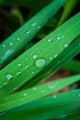 水玉ができた草の葉