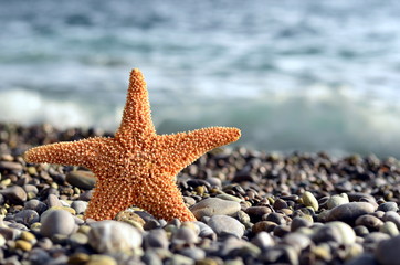 Морская звезда на берегу моря