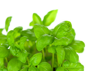 Basilikum