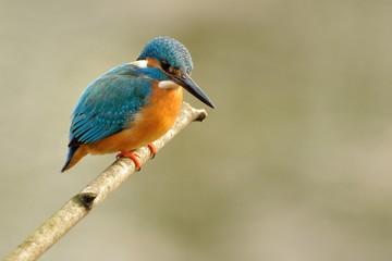 kingfisher