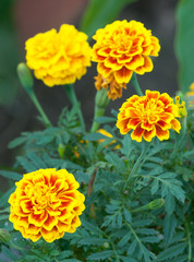 marigold flowers