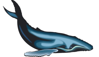 Balena Photos Royalty Free Images Graphics Vectors Videos Adobe Stock