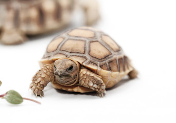 African Spurred Tortoise