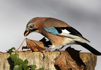 A Jay eating peanuts on a tree stump in autumn