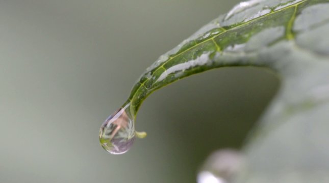 Wassertropfen Makro