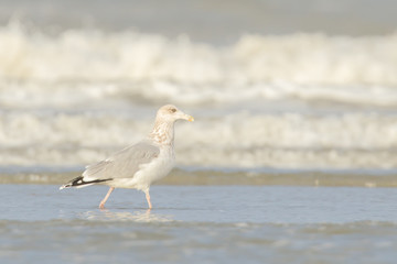 Fototapeta premium Herring gull on a beach