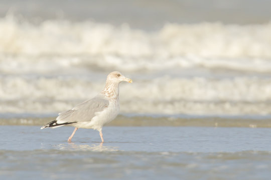 Herring gull on a beach