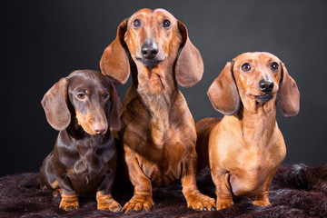 three red and chocolate dachshund dogs