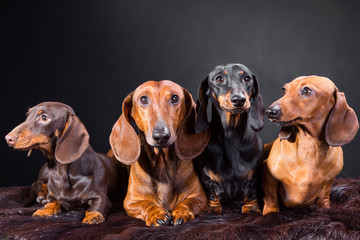 four dachshund dogs