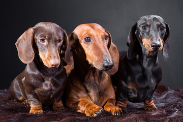 three dachshund dogs