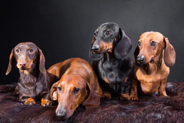 four dachshund dogs - 48057524