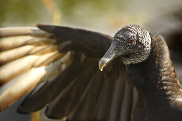 Black Vulture (Coragyps atratus)