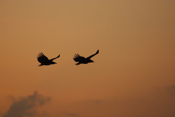 Black Vultures (Coragyps atratus) flying at sunset