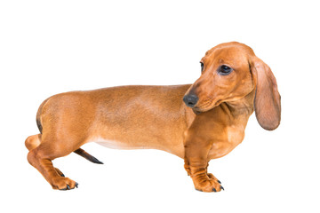 red dachshund puppy on isolated white