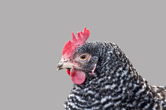 Huhn